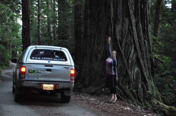 Nossa primeira árvore gigante no Redwood National Park, no norte da Califórnia, nos Estados Unidos